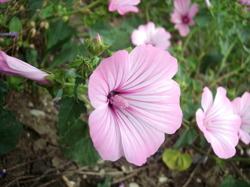 Malva trimestris / Malva reale